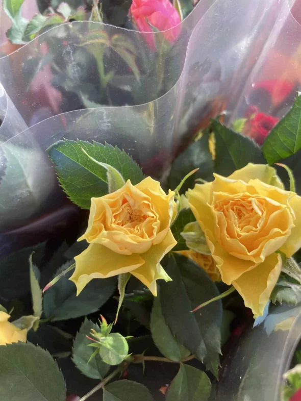 Main product 3524366 1767707768