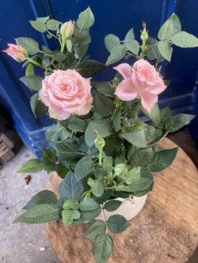 3e822b43-d595-4268-a08b-dcec64b231cb