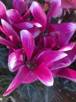 Thumb product 3524341 1767706964