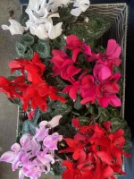 Thumb product 3524346 1767706972