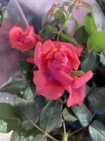 Thumb product 3524356 1767707737