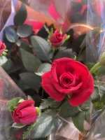 Thumb product 3524361 1767707747