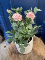 Thumb product 3524371 1767707781