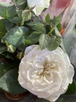 Thumb product 3524376 1767707800